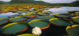 Pantanal