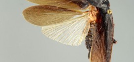 Periplaneta Japonica
