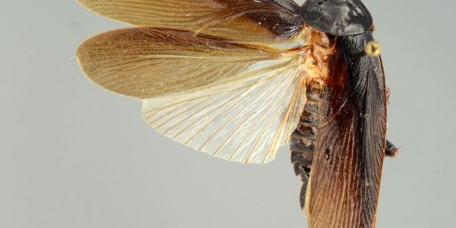 Periplaneta Japonica : New species of cockroach can survive in the freezing cold