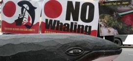 Berlin : German authorities confiscate whale meat at fair