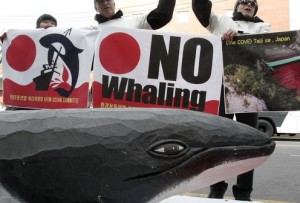 Berlin : German authorities confiscate whale meat at fair