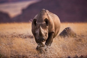 Black rhino hunting permit auctioned for $350000