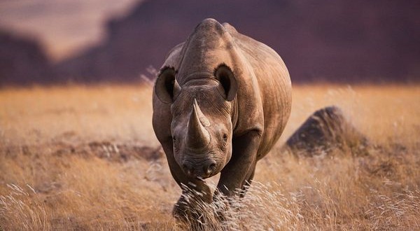 Black rhino hunting permit auctioned for $350000 (VIDEO)