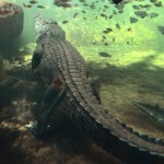 Boy, 12, taken by crocodile in Australia