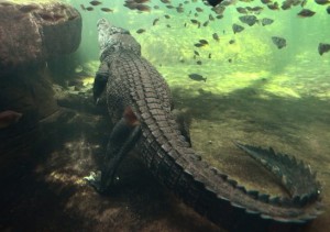 Boy, 12, taken by crocodile in Australia