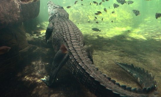 Boy, 12, taken by crocodile in Australia (Video)