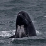 California Marine Biologist Accused of Feeding Killer Whales