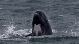 California Marine Biologist Accused of Feeding Killer Whales