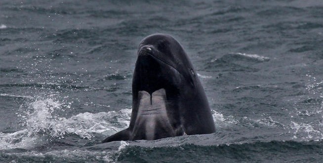 California Marine Biologist Accused of Feeding Killer Whales