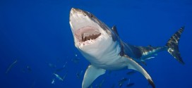 Doctor stabs shark, stitches wound and heads to pub