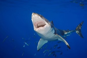 Doctor stabs shark, stitches wound and heads to pub