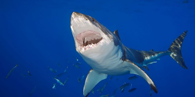 Doctor stabs shark, stitches wound and heads to pub
