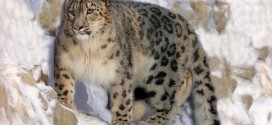 Endangered snow leopards spotted in Uzbekistan