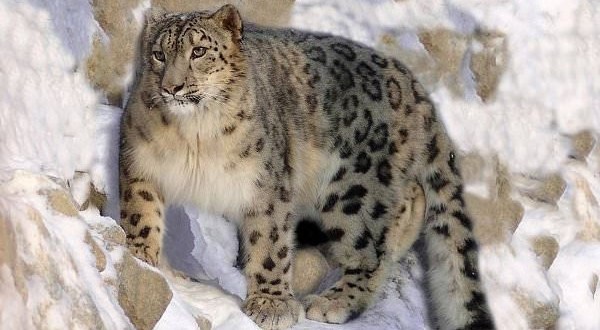Endangered snow leopards spotted in Uzbekistan (Photo)