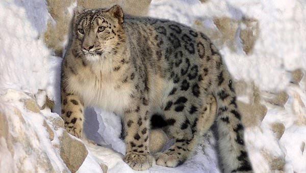 Endangered snow leopards spotted in Uzbekistan (Photo) - Canada Journal