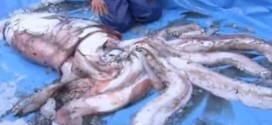 Giant 11 feet squid caught in Japan