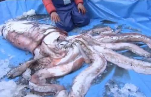 Giant 11 feet squid caught in Japan