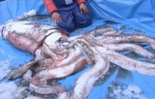 Giant 11 feet squid caught in Japan (Video)