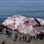 Giant squid captured off Japan (Not Really)