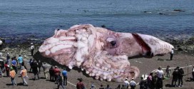 Giant squid captured off Japan (Not Really)