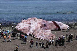 Giant squid captured off Japan (Not Really)