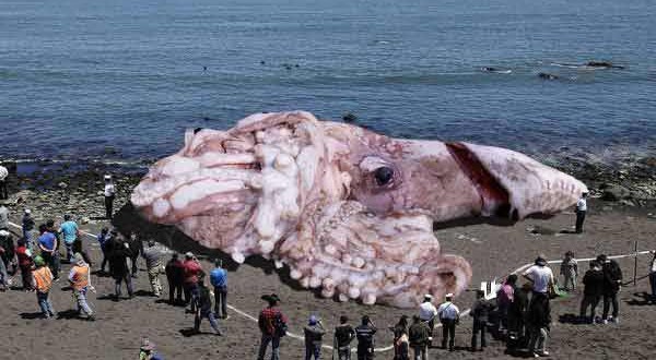 Giant squid captured off Japan (Not Really)