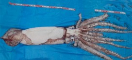 Giant squid caught off the coast of Japan