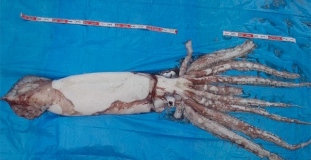 Giant squid caught off the coast of Japan