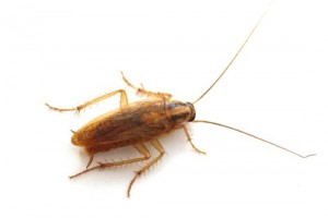 Hendrik Helmer Man has 2cm cockroach removed from ear