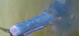 New River Dolphin Species Discovered in Brazil