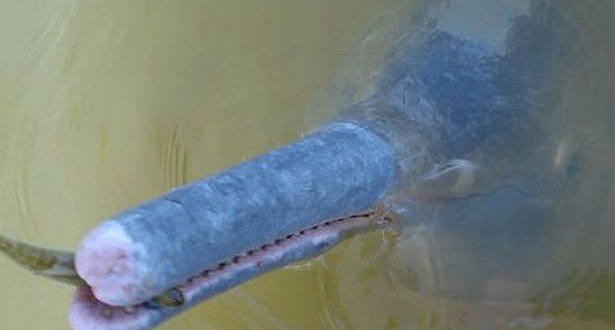 New River Dolphin Species Discovered in Brazil (Photo)