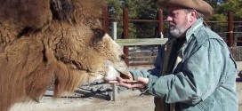 Pigskin-picking Camel who predicted American football games dies