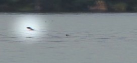 Tigerfish catches bird in mid-air