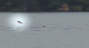 Tigerfish catches bird in mid-air