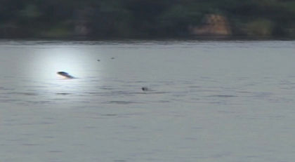 Tigerfish catches bird in mid-air (VIDEO)