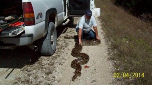18 Foot Burmese python found in the Everglades