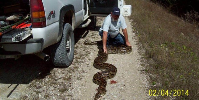 18 Foot long python found in the Everglades (Video)