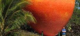 Big Mango Stolen By Thieves In Australia