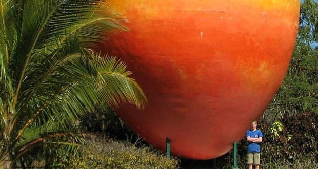 Big Mango Stolen By Thieves In Australia (Video)