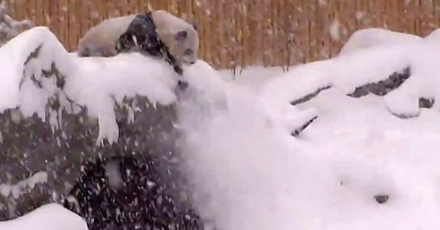 Da Mao : Panda playing in the snow (Video)