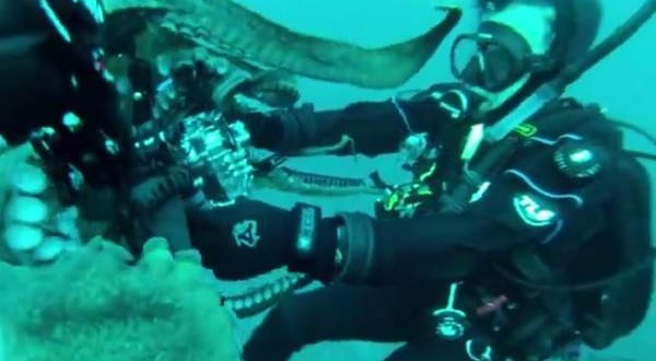 Giant 8-Foot Octopus Wrestles Camera From Diver (VIDEO)