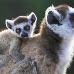 Lemurs in danger of extinction, experts say