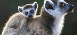 Lemurs in danger of extinction, experts say