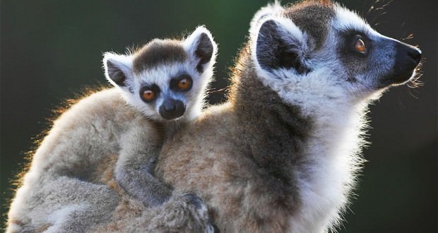 Lemurs in danger of extinction, experts say