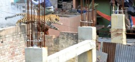 Leopard on loose causes panic in Meerut