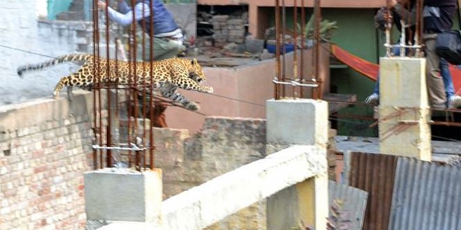 Leopard on loose causes panic in Meerut (Video)
