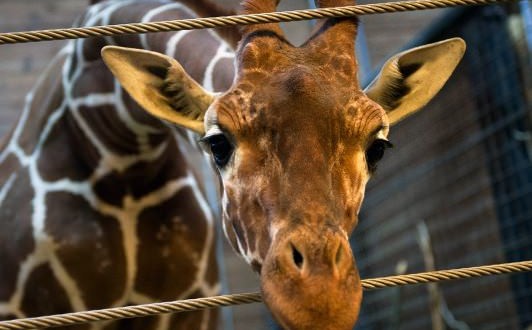 Marius the giraffe killed, feeds body to lions