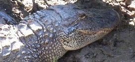 Mississippi Couple Sues ExxonMobil Over Alligator Invasion