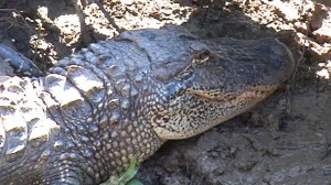 Mississippi Couple Sues ExxonMobil Over Alligator Invasion