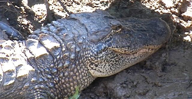 Mississippi Couple Sues ExxonMobil Over Alligator Invasion